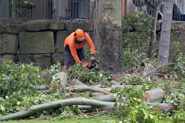 Best Emergency Tree Service  in Point Roberts, WA